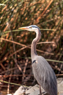 Büyük mavi balıkçıl, Ardea herodias, kuş