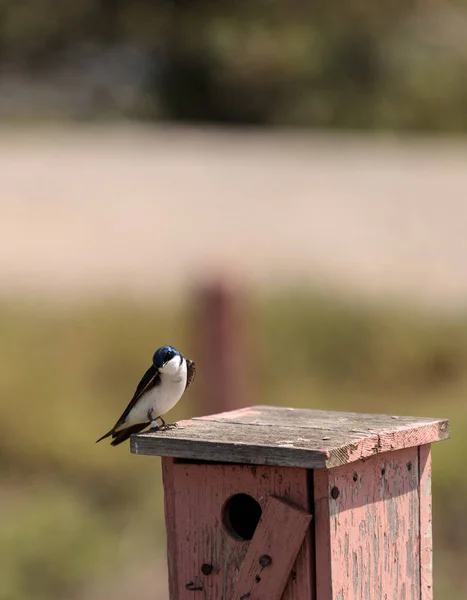 Mavi ağaç swallow kuş, Tachycineta bicolor — Stok fotoğraf