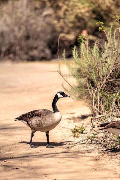 Canadian goose, Branta canadensis maxima — Stockfoto