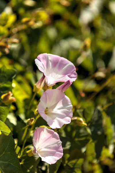 Δόξα πρωινού λουλούδι ροζ Σίβα Ipomoea purpurea — Φωτογραφία Αρχείου