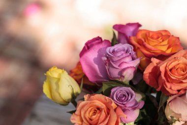 Renklerin bir gökkuşağı gül