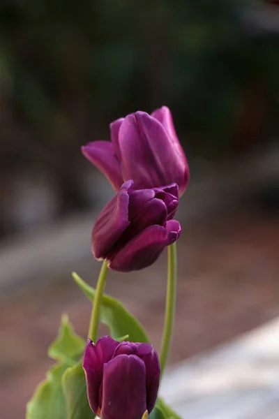 暗紫色郁金香 — 图库照片