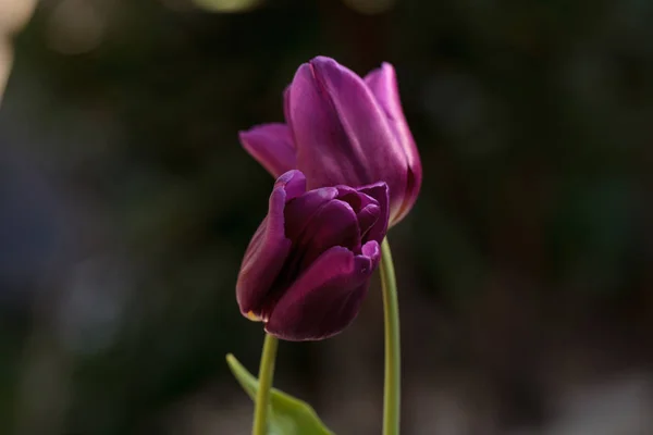 Tulipanes morados oscuros — Foto de Stock