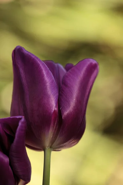 Tulipes violet foncé — Photo