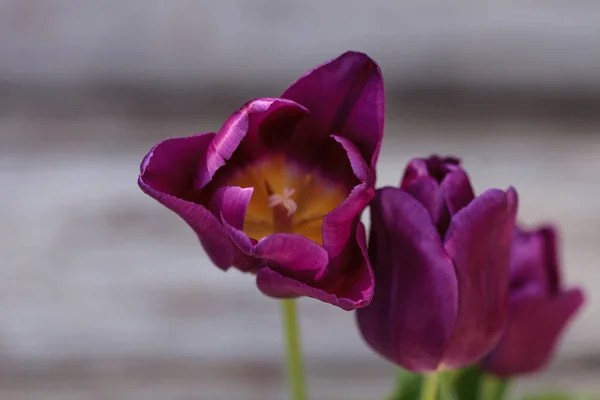 Donkere paarse tulpen — Stockfoto