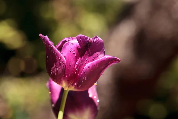 Темно-фиолетовые тюльпаны — стоковое фото