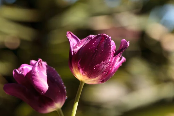 Donkere paarse tulpen — Stockfoto