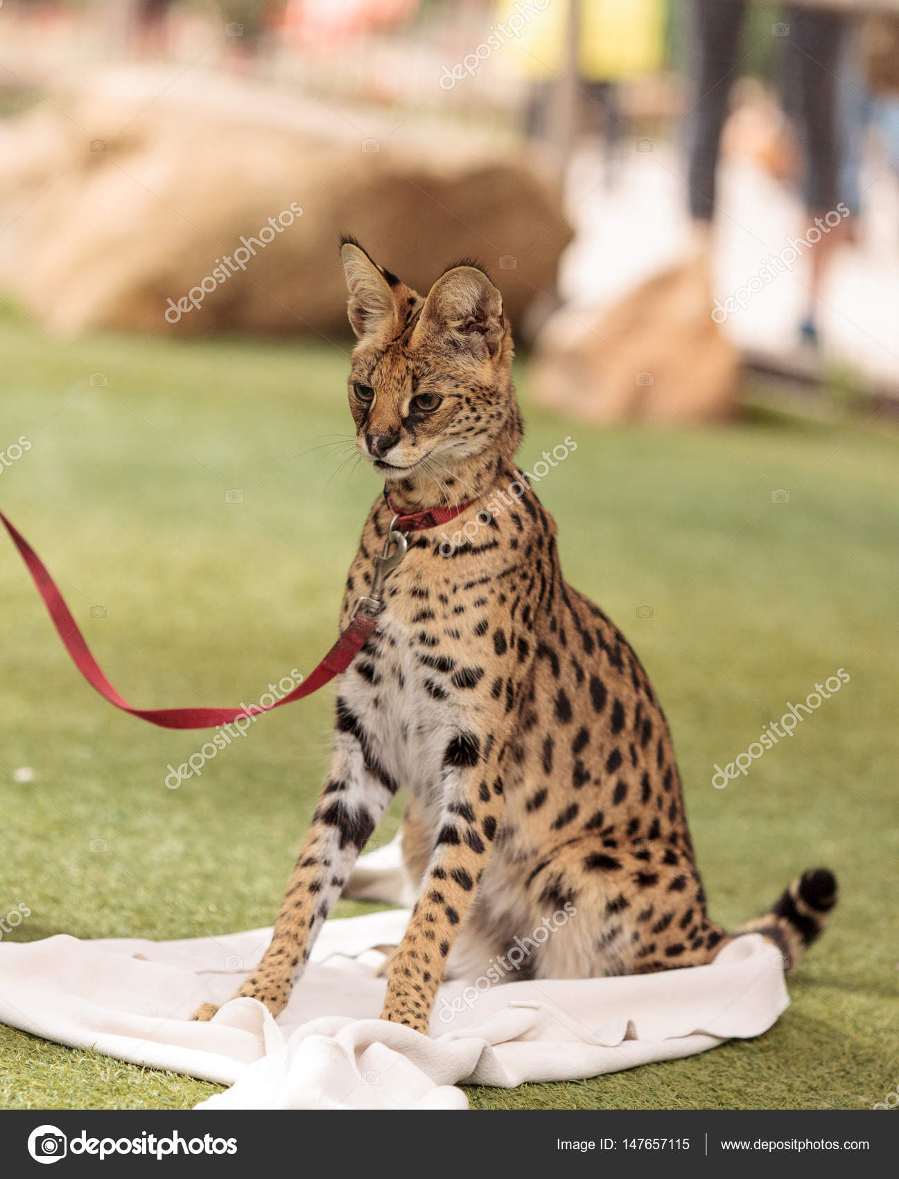 leptailurus serval serval