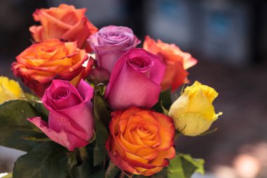 Renklerin bir gökkuşağı gül