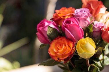 Renklerin bir gökkuşağı gül