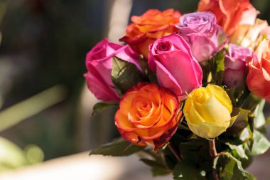 Renklerin bir gökkuşağı gül