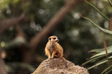 Çöl faresi, Suricata suricatta