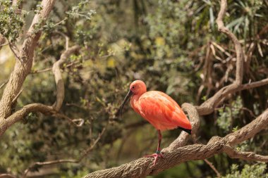 Kızıl aynak Eudocimus ruber denilen
