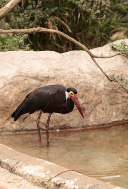 Ciconia stormi denilen fırtınalar leylek