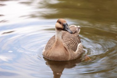 Anser cygnoides denilen kuğu kaz