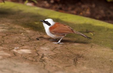 Garrulax leucolophus denilen beyaz tepeli laughingthrush