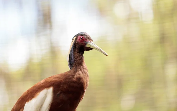 Μαδαγασκάρη λοφιοφόρος ibis ονομάζεται Lophotibis cristata — Φωτογραφία Αρχείου
