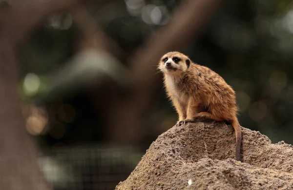 Meerkat, Suricata suricatta — Fotografia de Stock