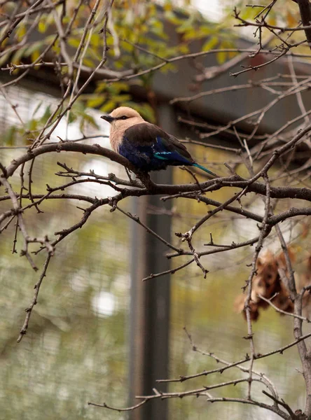 Northern purple roller called Coracias naevius naevius — Stock Photo, Image