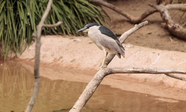 Garça da noite chamada Nycticorax nycticorax — Fotografia de Stock