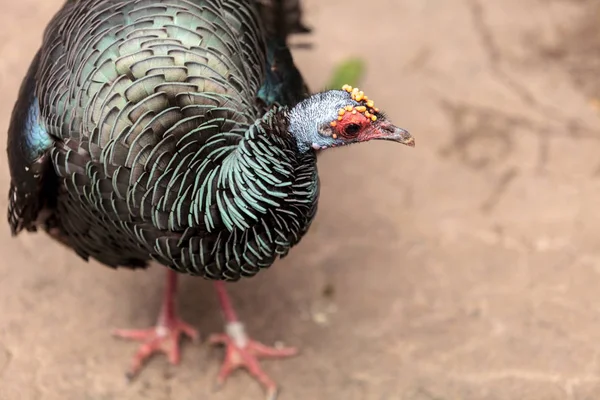 Глазчатая индейка по имени Meleagris ocellata — стоковое фото