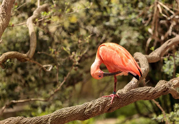 Scharlachrot-Ibis genannt Eudocimus ruber — Stockfoto