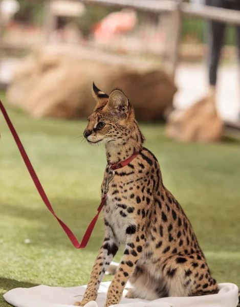 Αφρικανικός Αίλουρος παιχνιδιάρης γάτα Leptailurus αφρικανικός Αίλουρος — Φωτογραφία Αρχείου