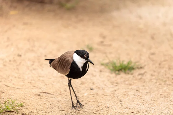 박차 날개 lapwing 새 Vanellus spinosus 라는 — 스톡 사진