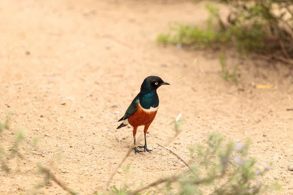 Estorninho soberbo chamado Lamprotornis superbus — Fotografia de Stock