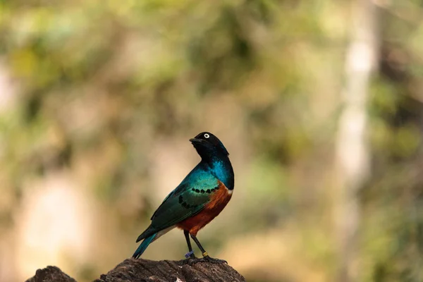 Driekleurige glansspreeuw genaamd Lamprotornis superbus — Stockfoto