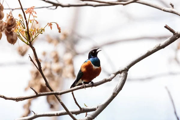 Под названием Lamprotornis пышная превосходно скворец — стоковое фото