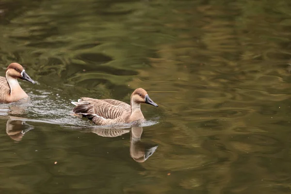 Swan gås kallas Anser cygnoides — Stockfoto