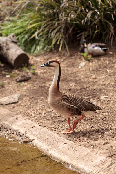 Ganso cisne llamado Anser cygnoides — Foto de Stock