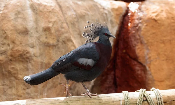 Коронованный голубь Виктории по имени Гура Виктория — стоковое фото