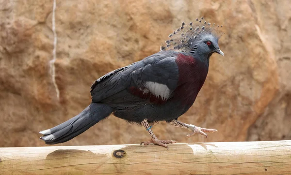 Коронованный голубь Виктории по имени Гура Виктория — стоковое фото