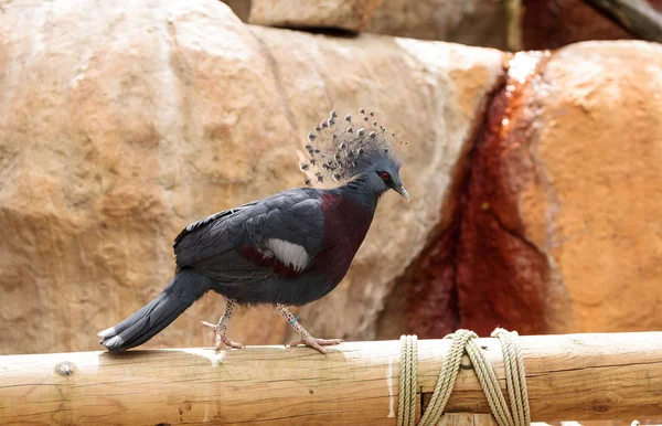 Pigeon couronné Victoria appelé Goura victoria — Photo