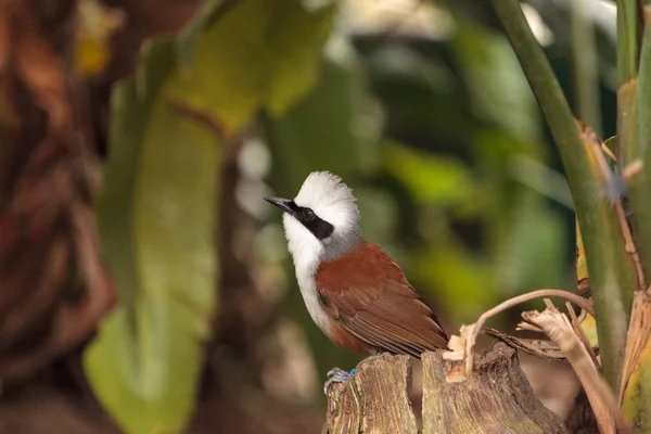 Chocholatý laughingthrush nazývá Garrulax leucolophus — Stock fotografie