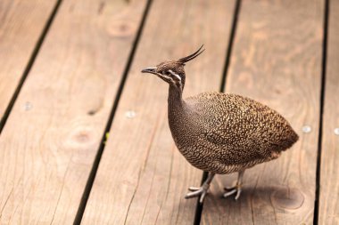 Eudromia elegans denilen zarif tepeli tinamou