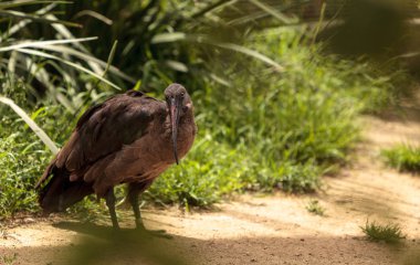 Hadada Ibis Bostrychia hagedash denilen 