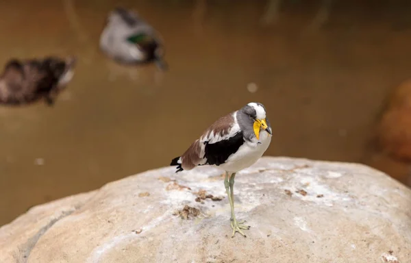 Lábios de cabeça branca chamados Vanellus albiceps — Fotografia de Stock