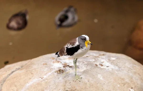 Lábios de cabeça branca chamados Vanellus albiceps — Fotografia de Stock