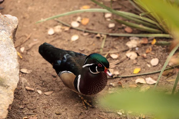 Pato de madera llamado Aix sponsa — Foto de Stock