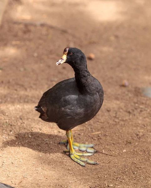 Amerikanische Blässenente, fulica americana — Stockfoto