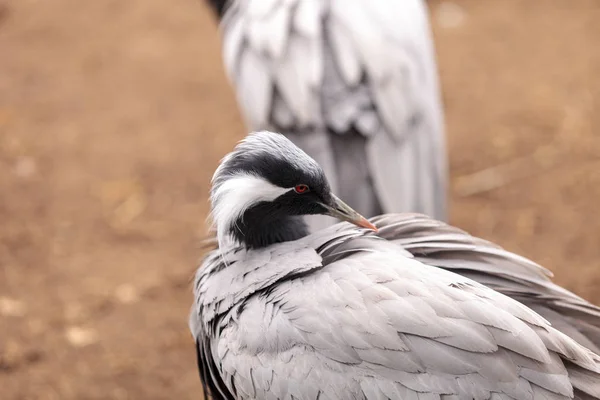 Jufferkraanvogel Grus virgo preens — Stockfoto