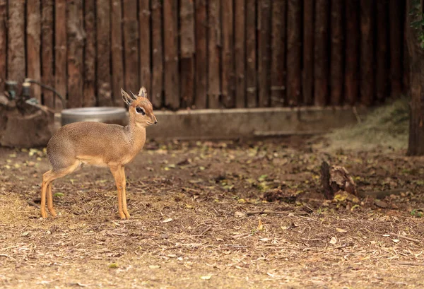 Cavendishs dik dik called Madoqua kirkii cavendish — Stockfoto