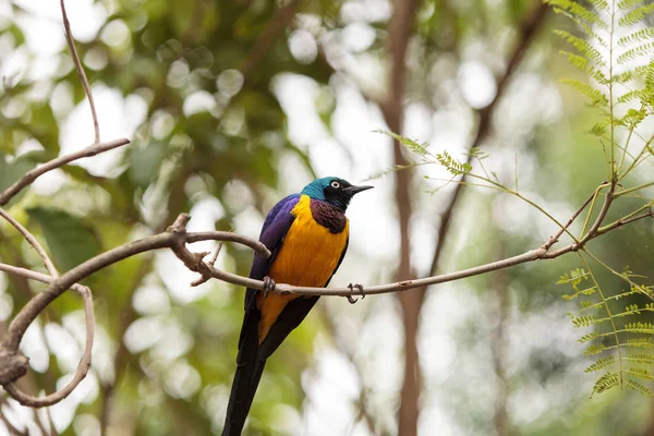 Étourneau à poitrine dorée appelé Lamprotornis regius — Photo