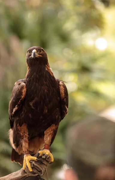 Golden eagle Aquila chrysaetos — Stock Photo, Image
