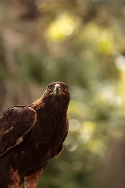 Steinadler aquila chrysaetos — Stockfoto