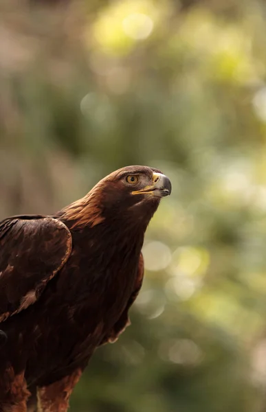Golden eagle Aquila chrysaetos — Stock Photo, Image