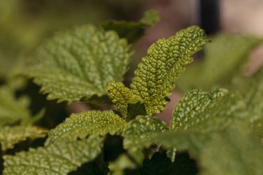 Aloysia triphylla adı verilen lemon verbena bitki